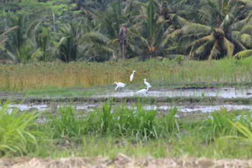 Tropikalna awifauna jest fantastyczna.