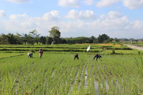 Rolnictwo jest nadal bardzo ważne.