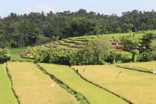 Pola są świetnie wkomponowane w krajobraz.