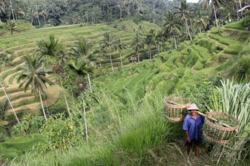 Tarasy ryżowe są symbolem tego regionu.