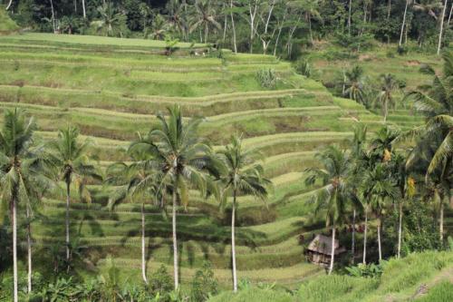 Tworzą niezwykły krajobraz.