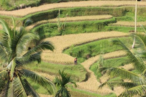 Ich uprawa jest karkołomna…