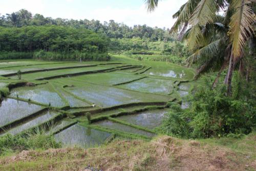 ... a systemy nawodnień są bardzo skomplikowane.